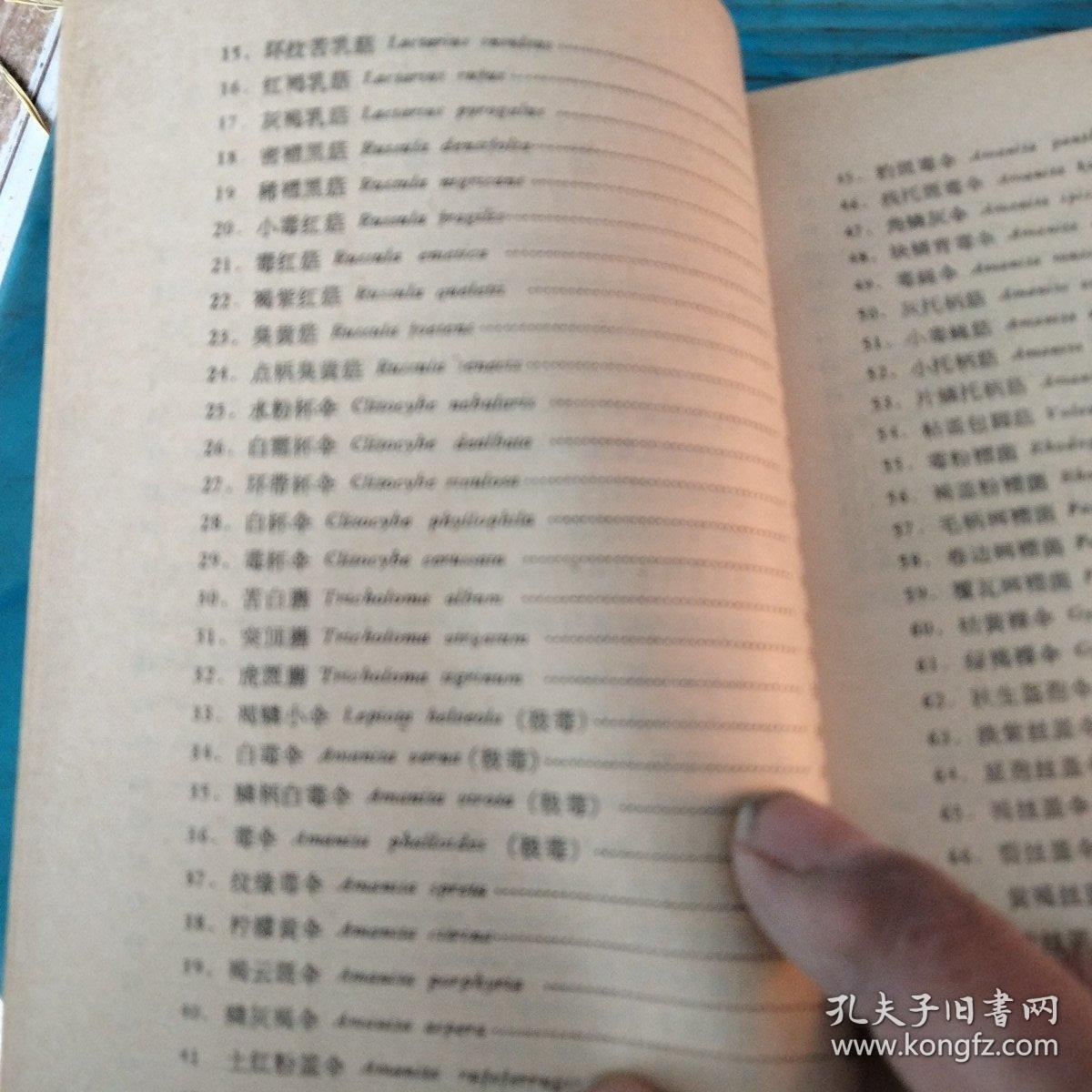 毒蘑菇简谱_毒蘑菇图片大全