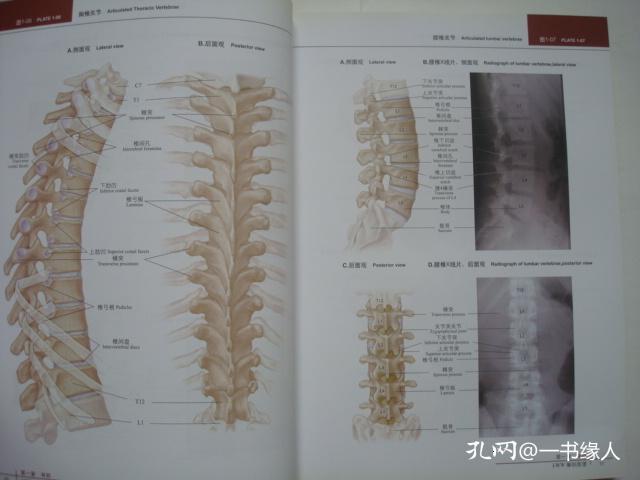 很厚简谱书_脸咋这么厚简谱(2)