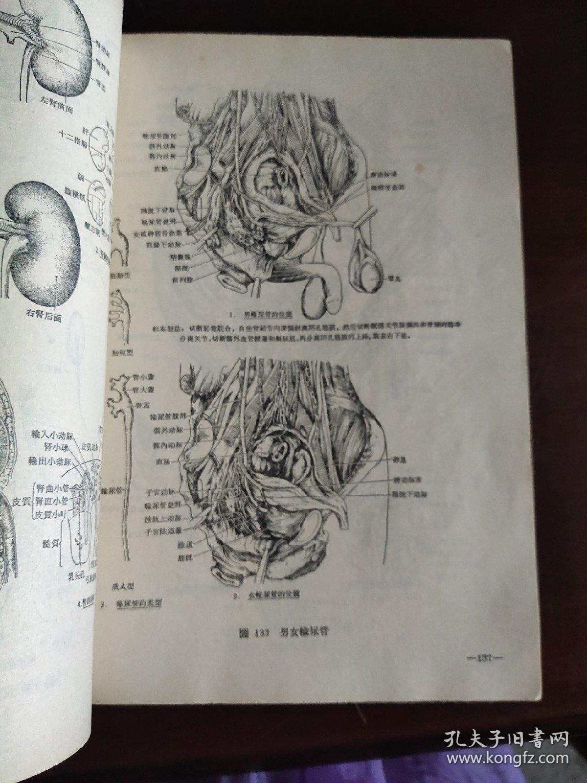 人体解剖学图谱