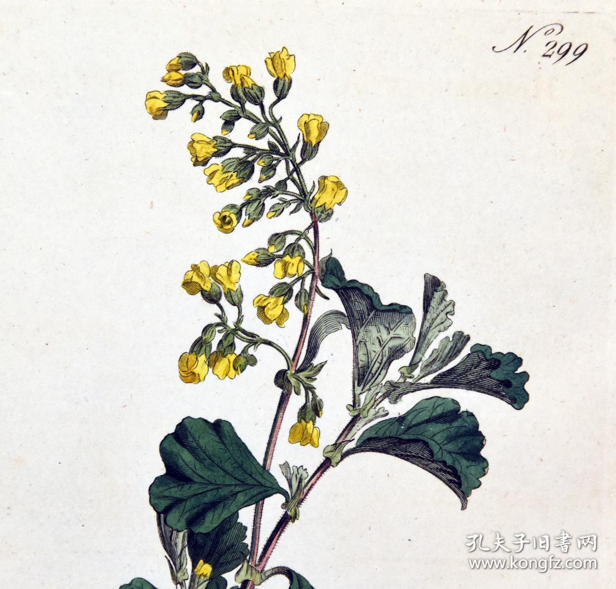 稀有1795年精美英国铜版画-柯蒂斯植物299-hermannia alnifolia,手工