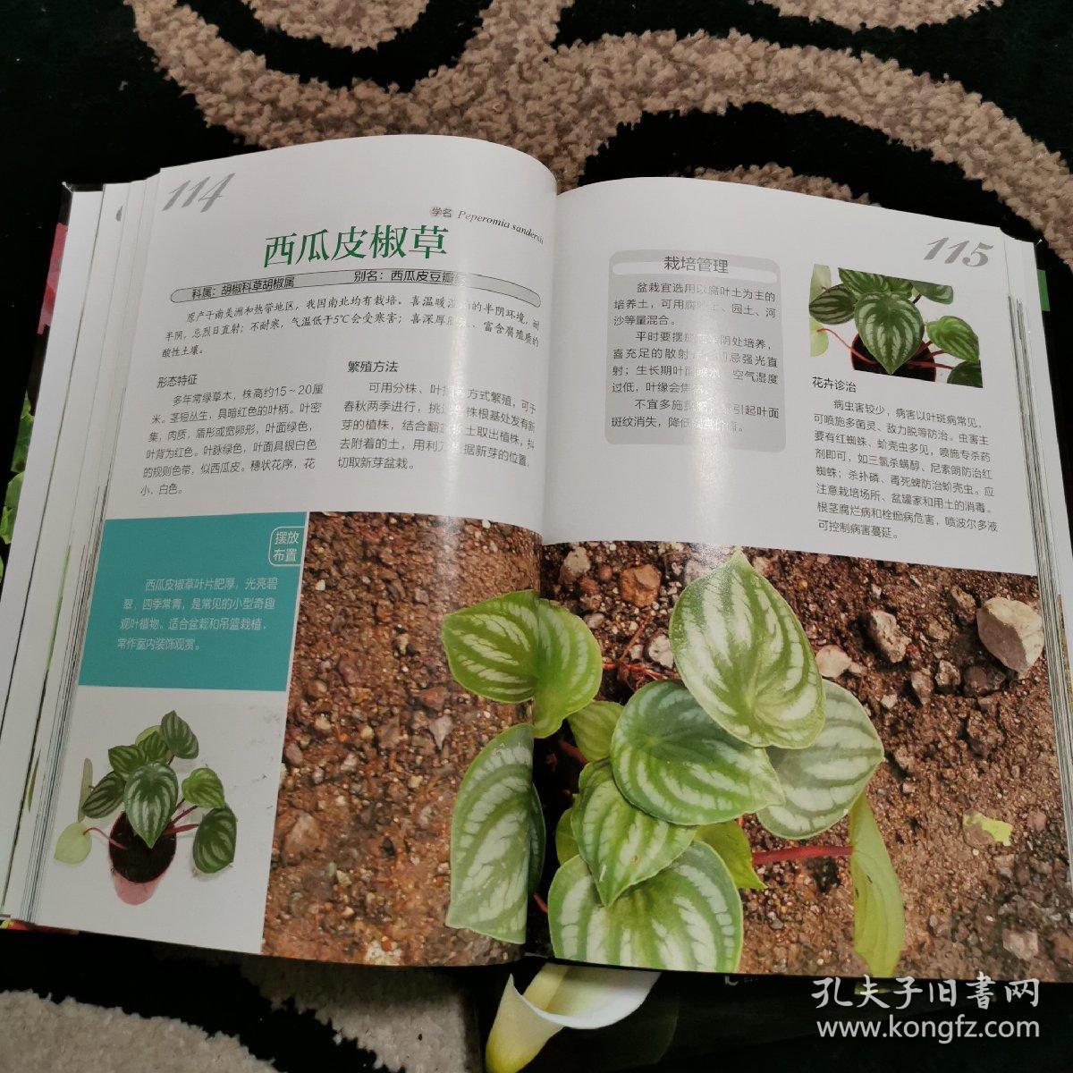 关叶植物栽培百科图鉴,观花植物栽培百科图鉴,共两册