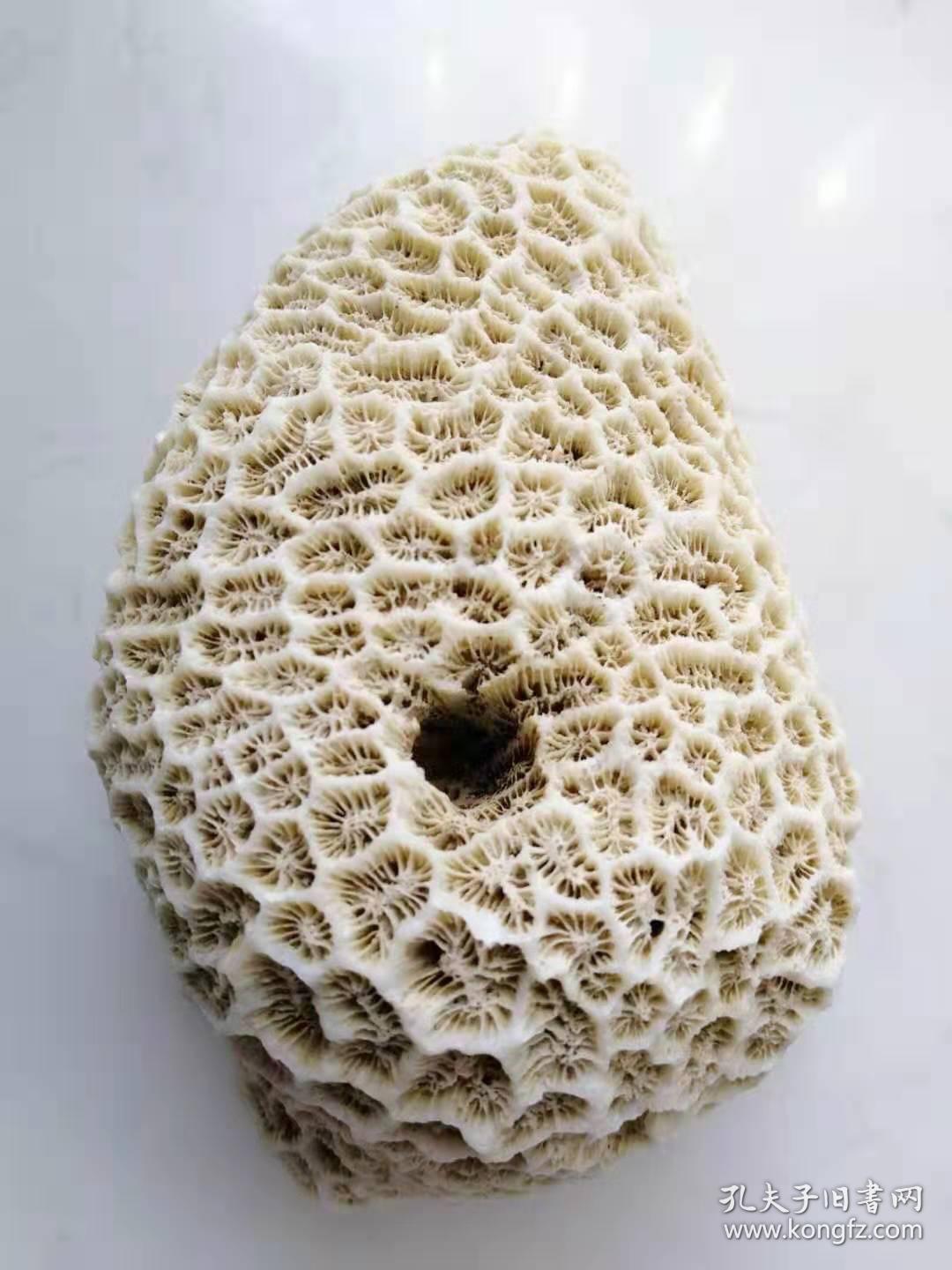 天然深海珊瑚石奇石摆件文案摆件