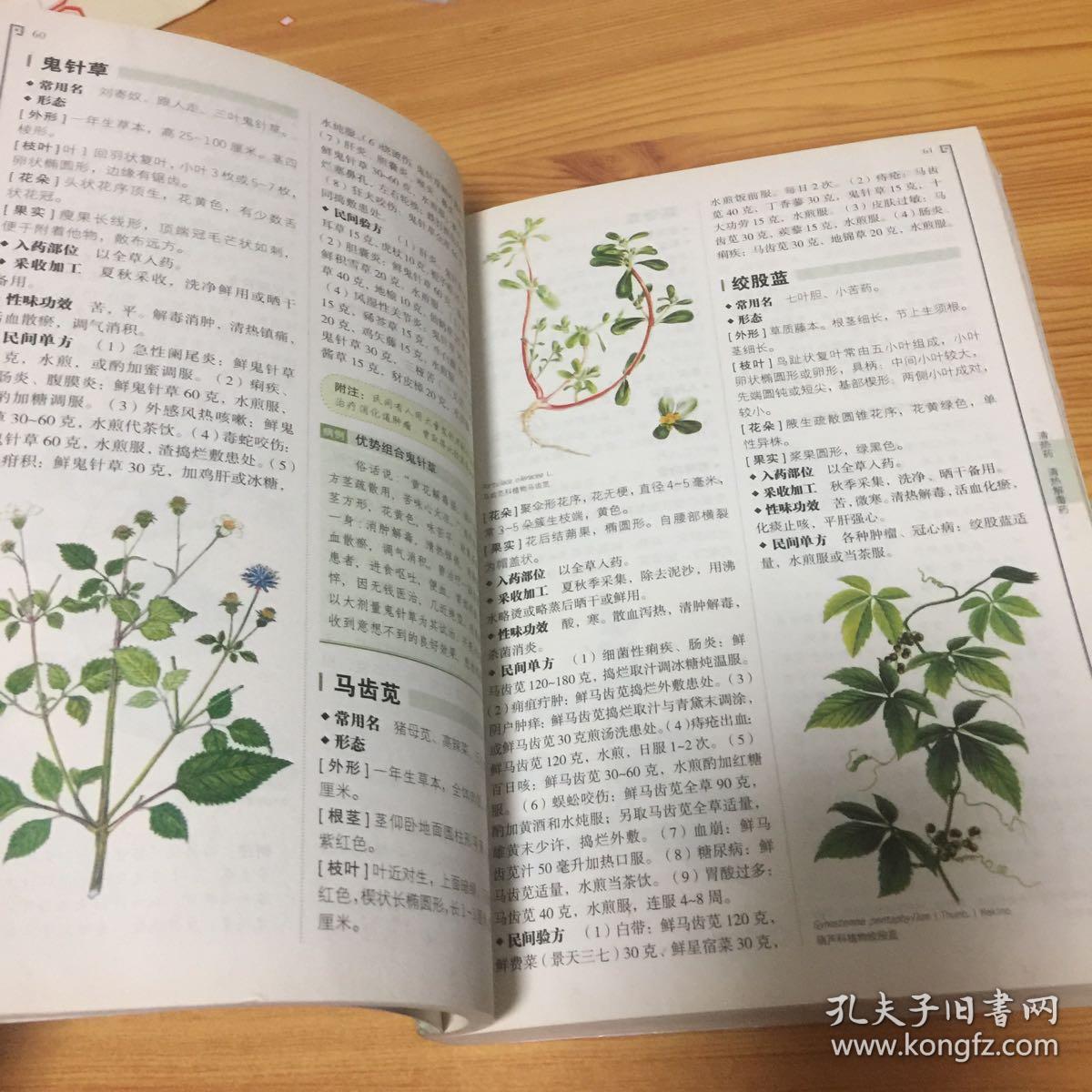 看图识百草:活用民间中草药