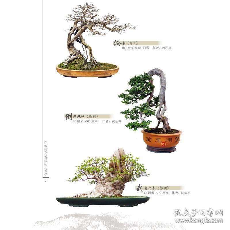 图解树木盆景制作与养护 养花书籍 图书大全 盆栽制作