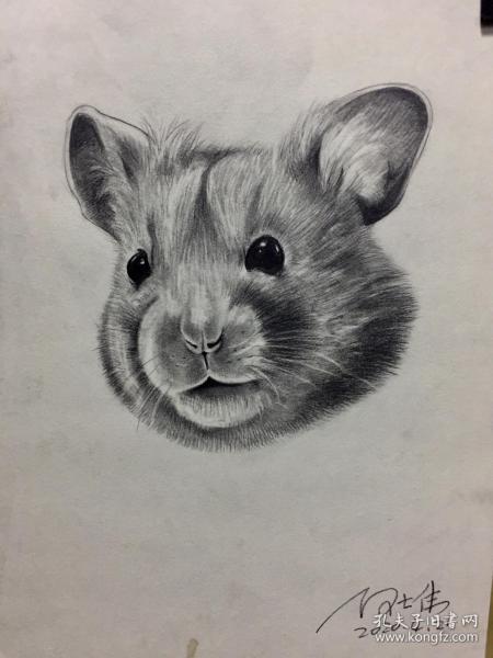 鼠素描原画作品