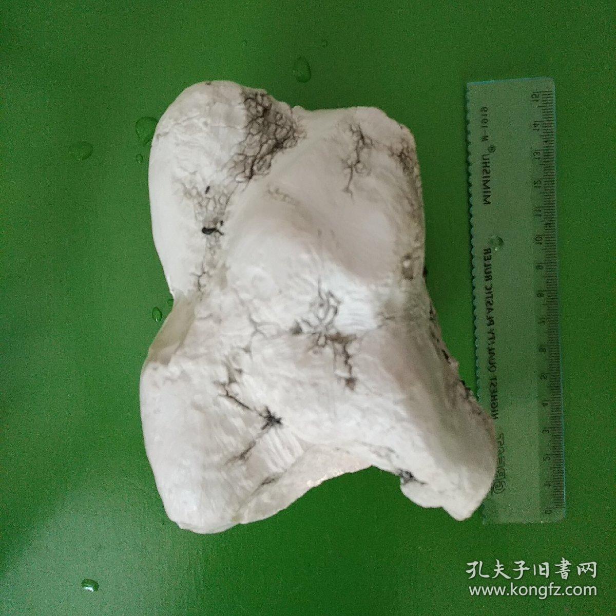 瓷蛋白石