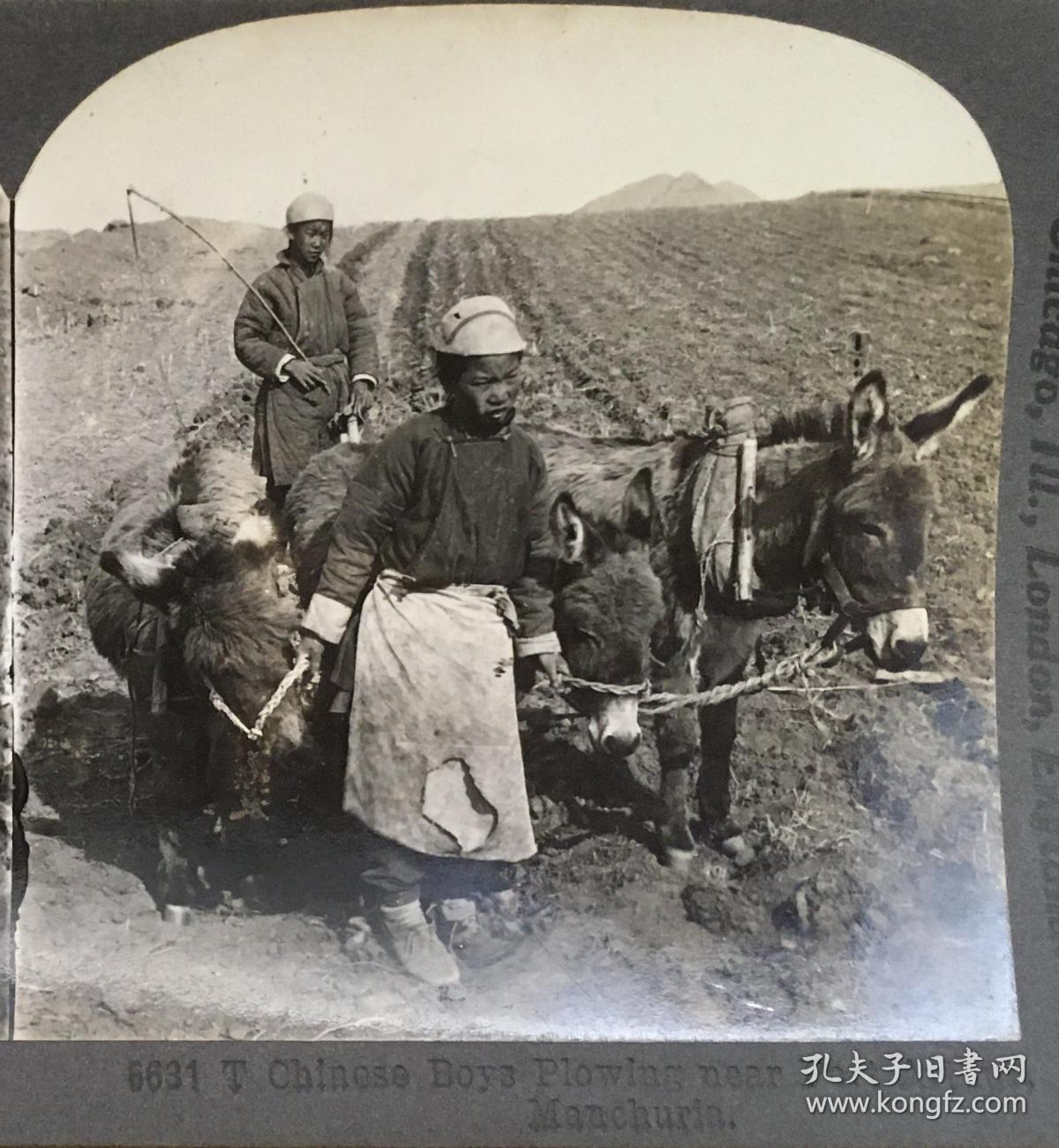 (立体照片)清末民初,辽宁大连旅顺,一个孩子手牵着毛驴在播种.