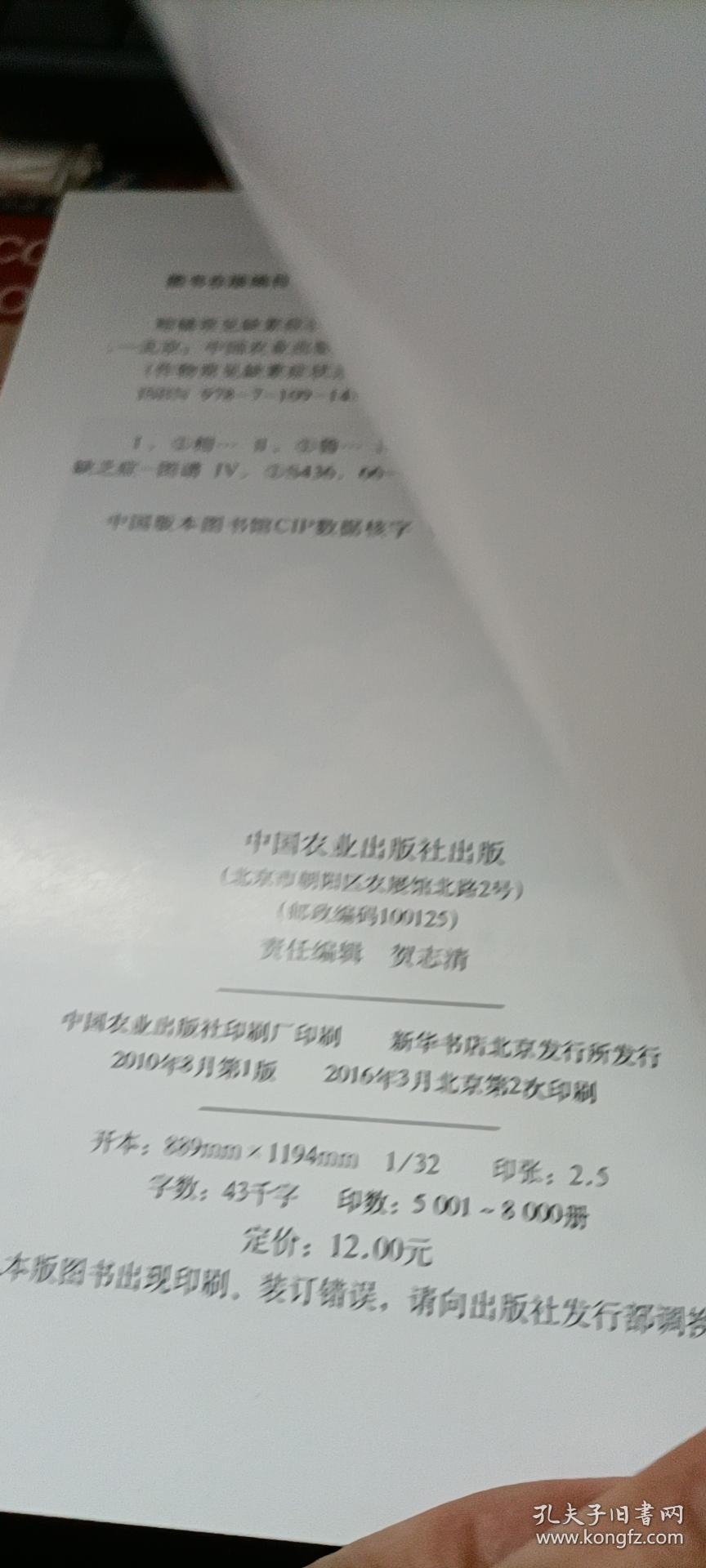 玉米简谱_玉米男孩(3)