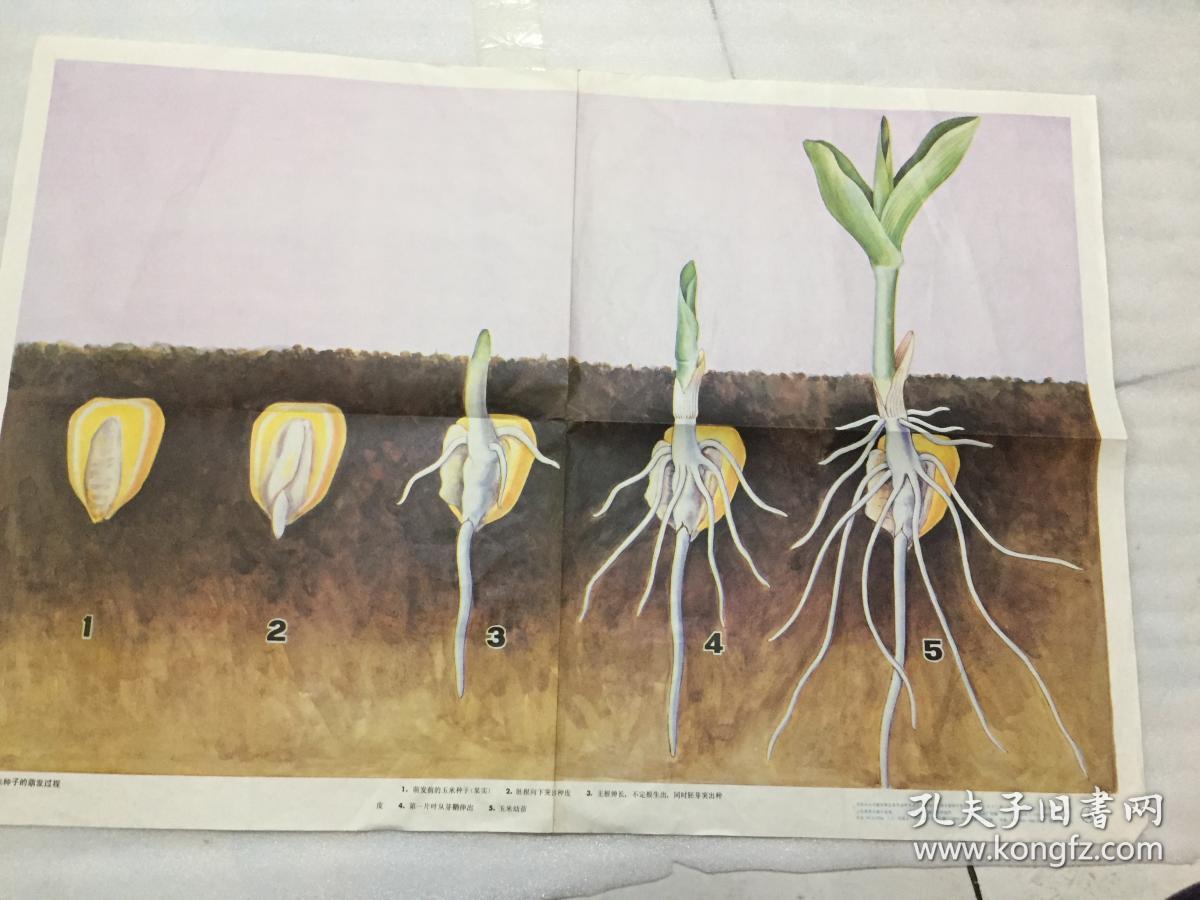 初级中学课本植物学教学挂图--玉米种子的萌发过程