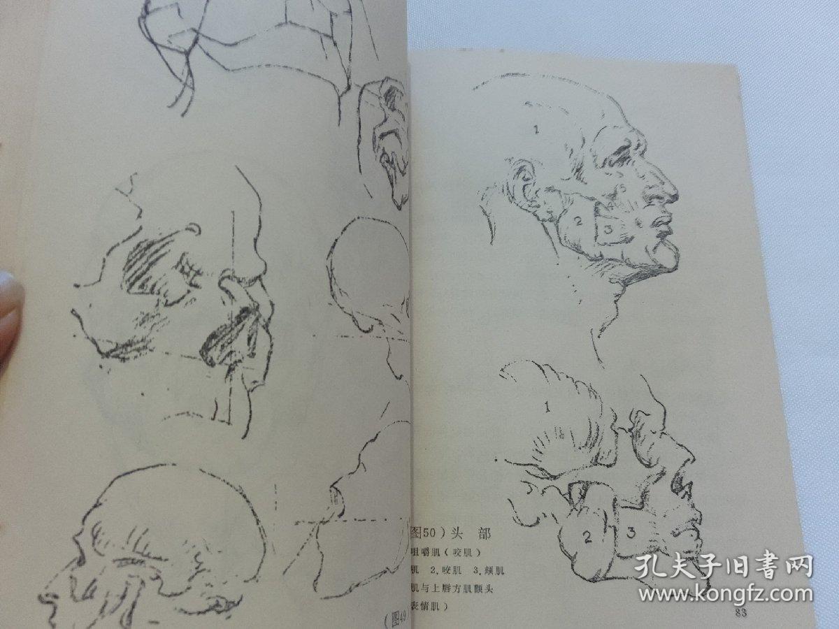 艺用人体结构