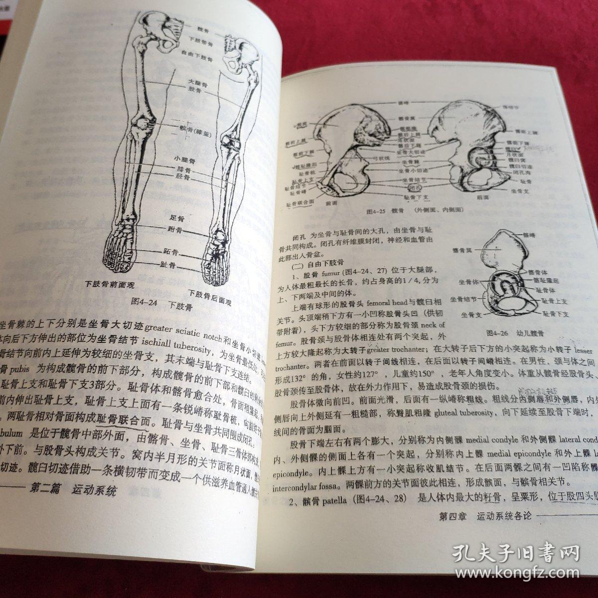 运动解剖学_潘珊珊_孔夫子旧书网