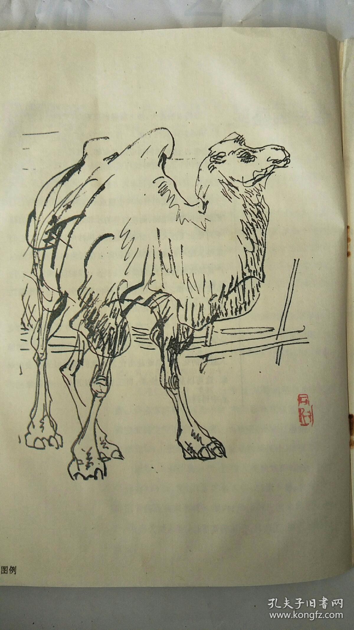 《怎样画骆驼》