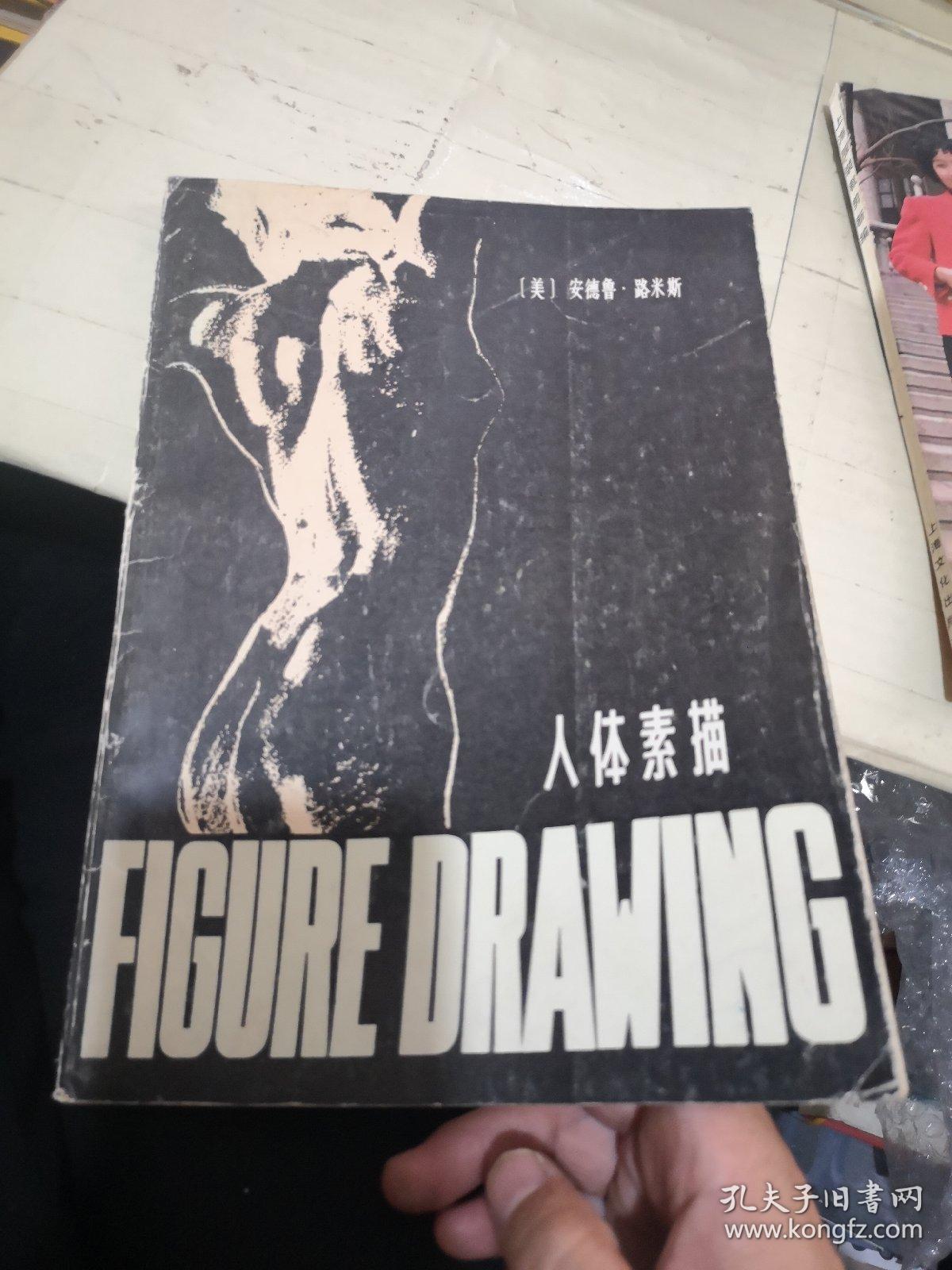 人体素描(美)安德鲁 路米斯