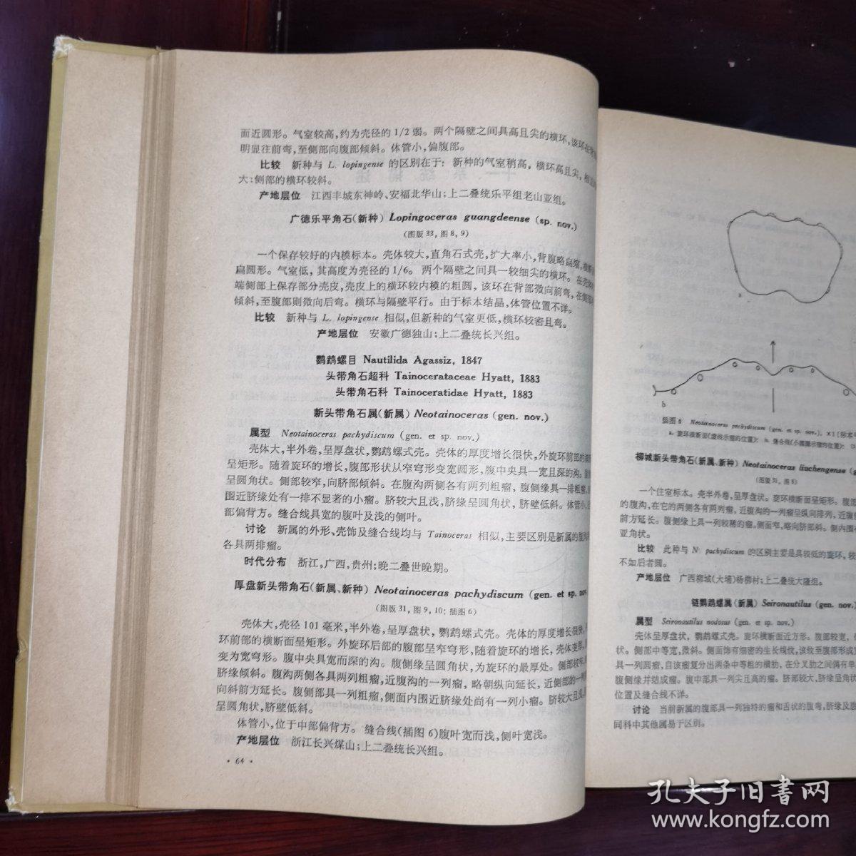 中国古生物志总号第154册新乙种第12号华南晚二叠世头足类精装本
