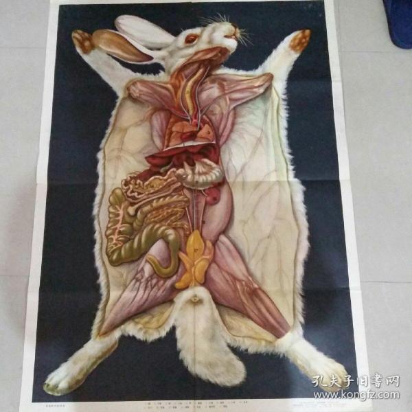 家兔的内部构造 教学挂图一版一印