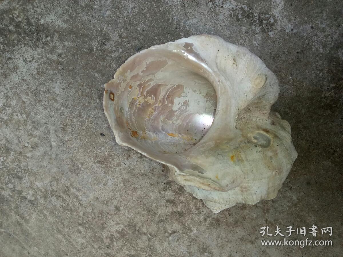 海螺化石