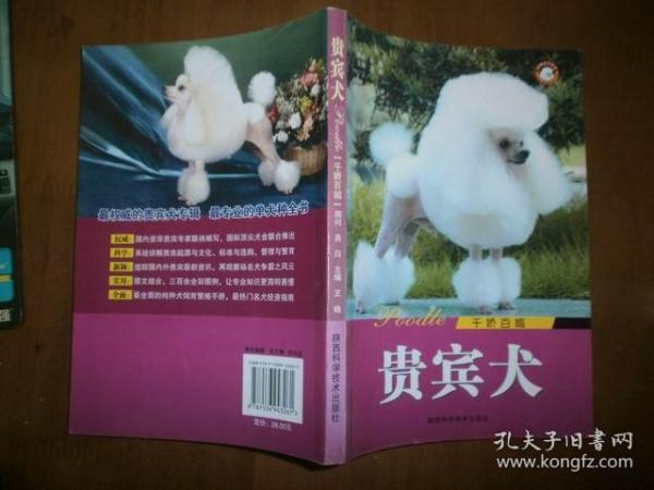 ( 千娇百媚)贵宾犬