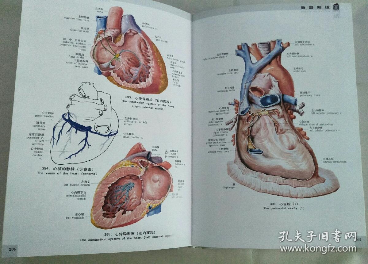 人体解剖学图谱