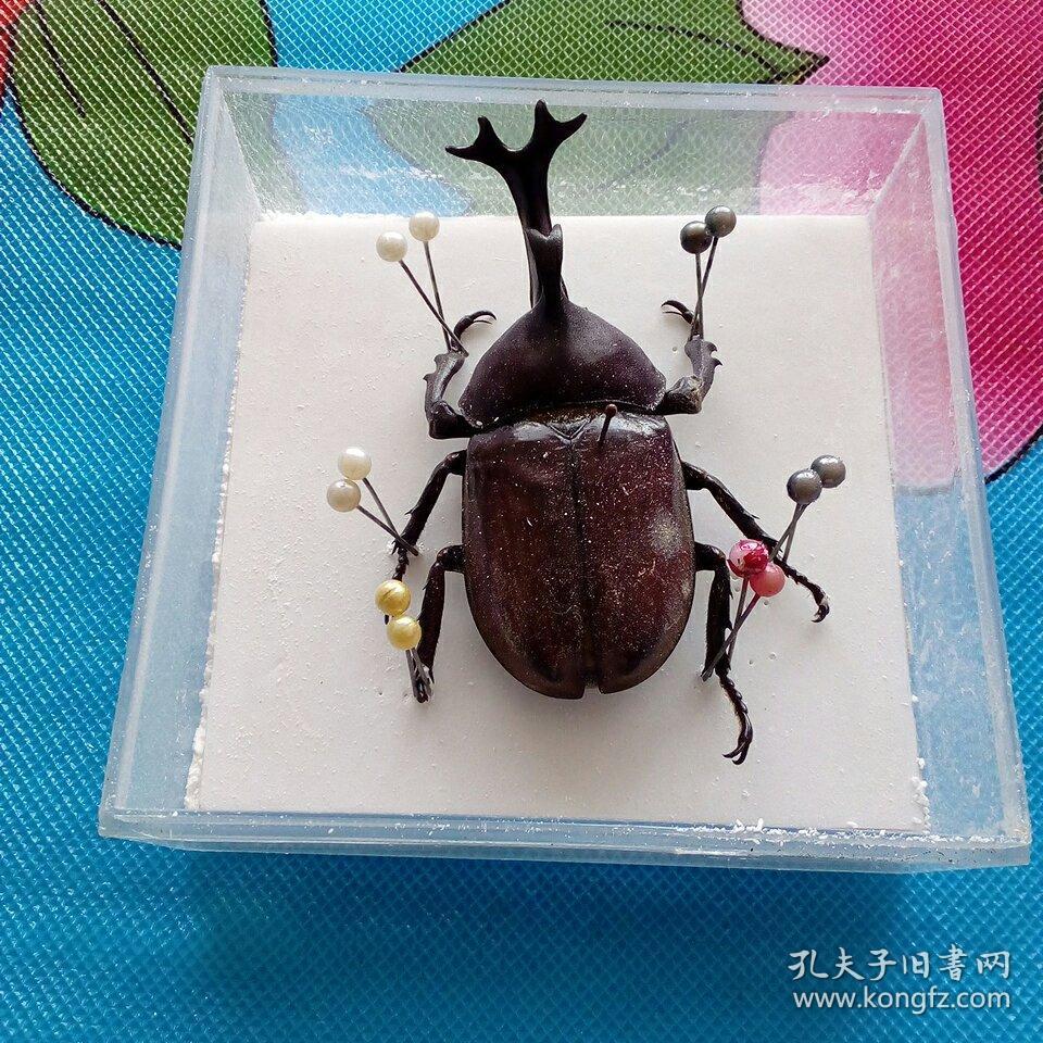 大甲虫标本(后小脚脚趾处有缺)