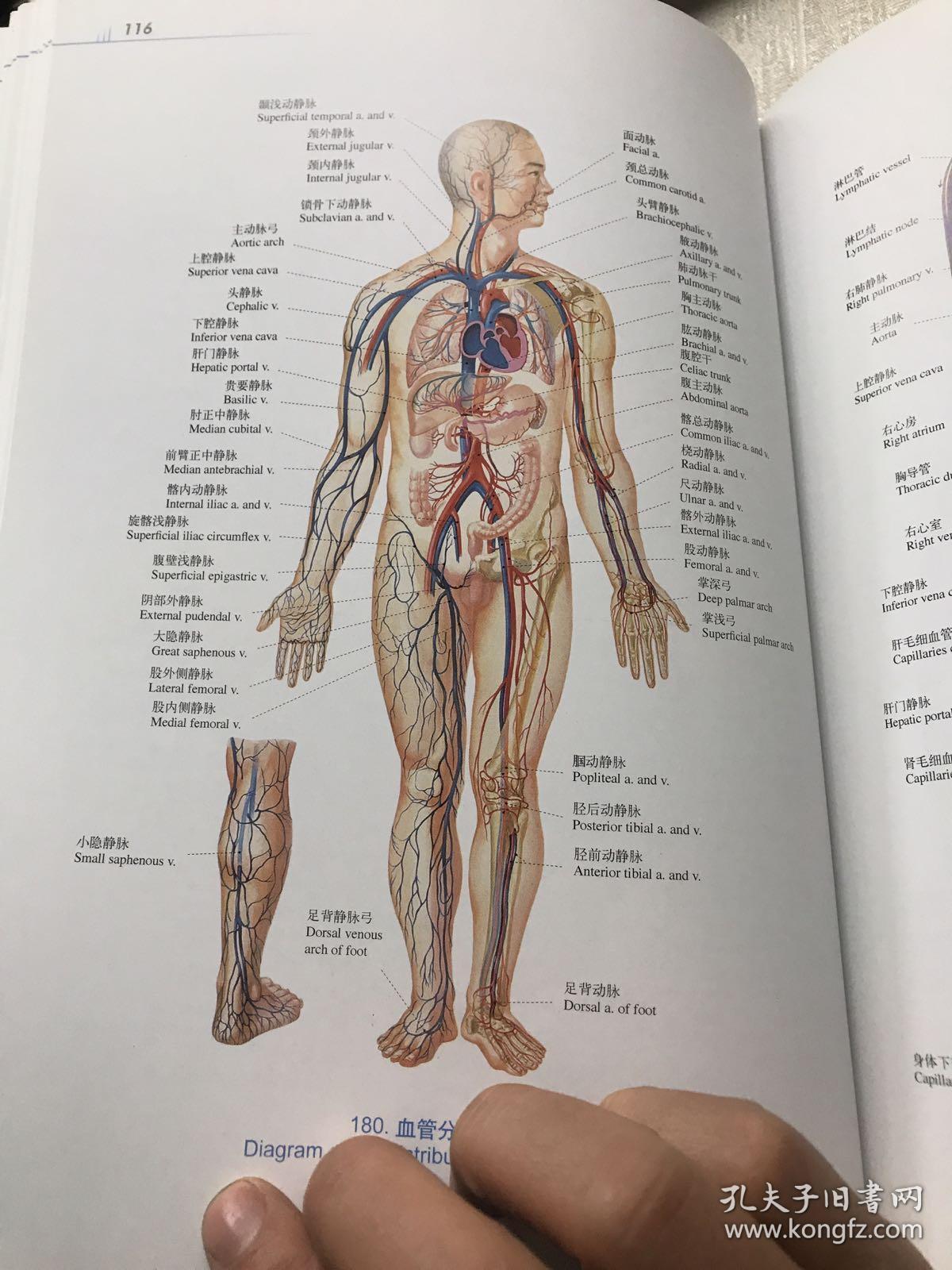 人体解剖彩色图谱