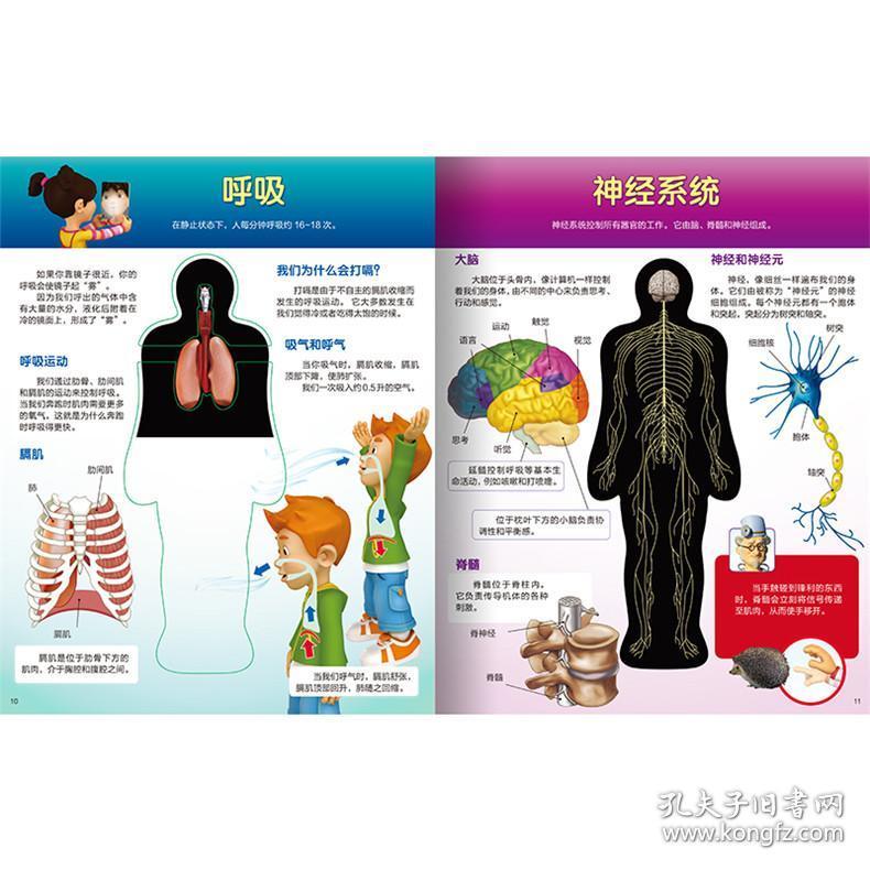 身体的奥秘 3-6-10-12岁少儿趣味科普翻翻书籍老师推荐读物 幼儿宝宝