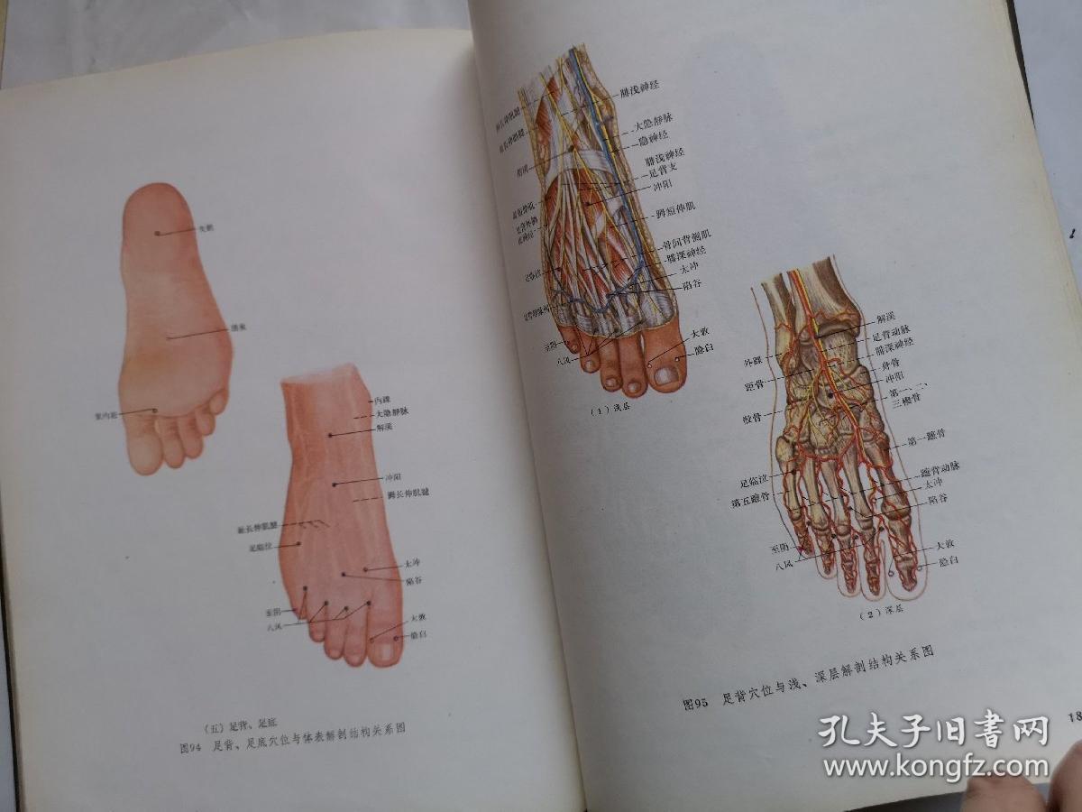 针灸穴位解剖图谱(精装一版一印)