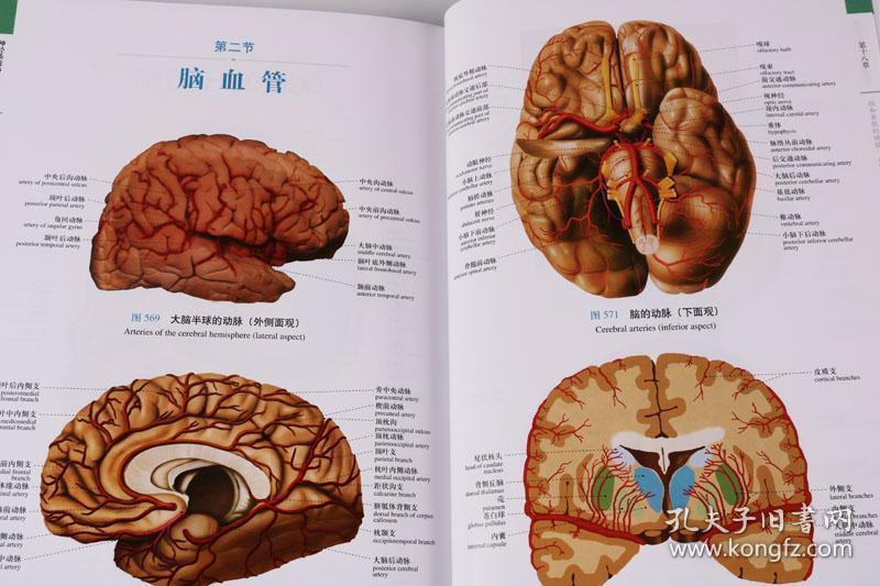医学教学图谱丛书 人体系统解剖图谱 上海科学技术出版社 陈金宝,刘强