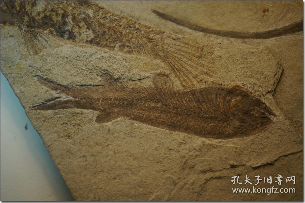 【道虎沟辽西螈狼鳍鱼化石】,上世纪五,六十年代采集鱼化石标本一块