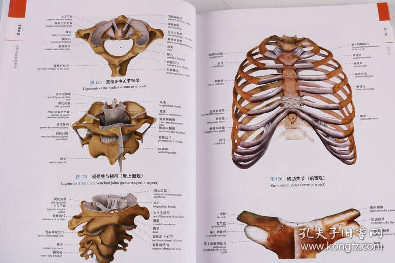 医学教学图谱丛书 人体系统解剖图谱 上海科学技术出版社 陈金宝,刘强
