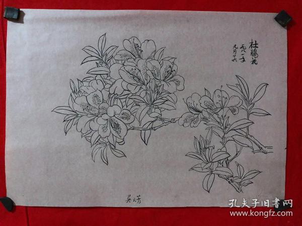 书画原作2052,80年代工笔白描花鸟画【吴云芳,杜鹃花