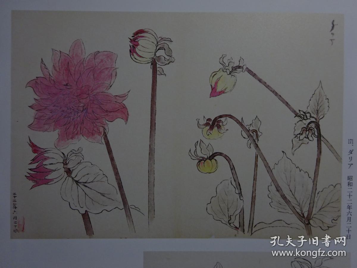 全网唯一 四季之写生贴 草花篇(下) 守屋 多々志 工笔