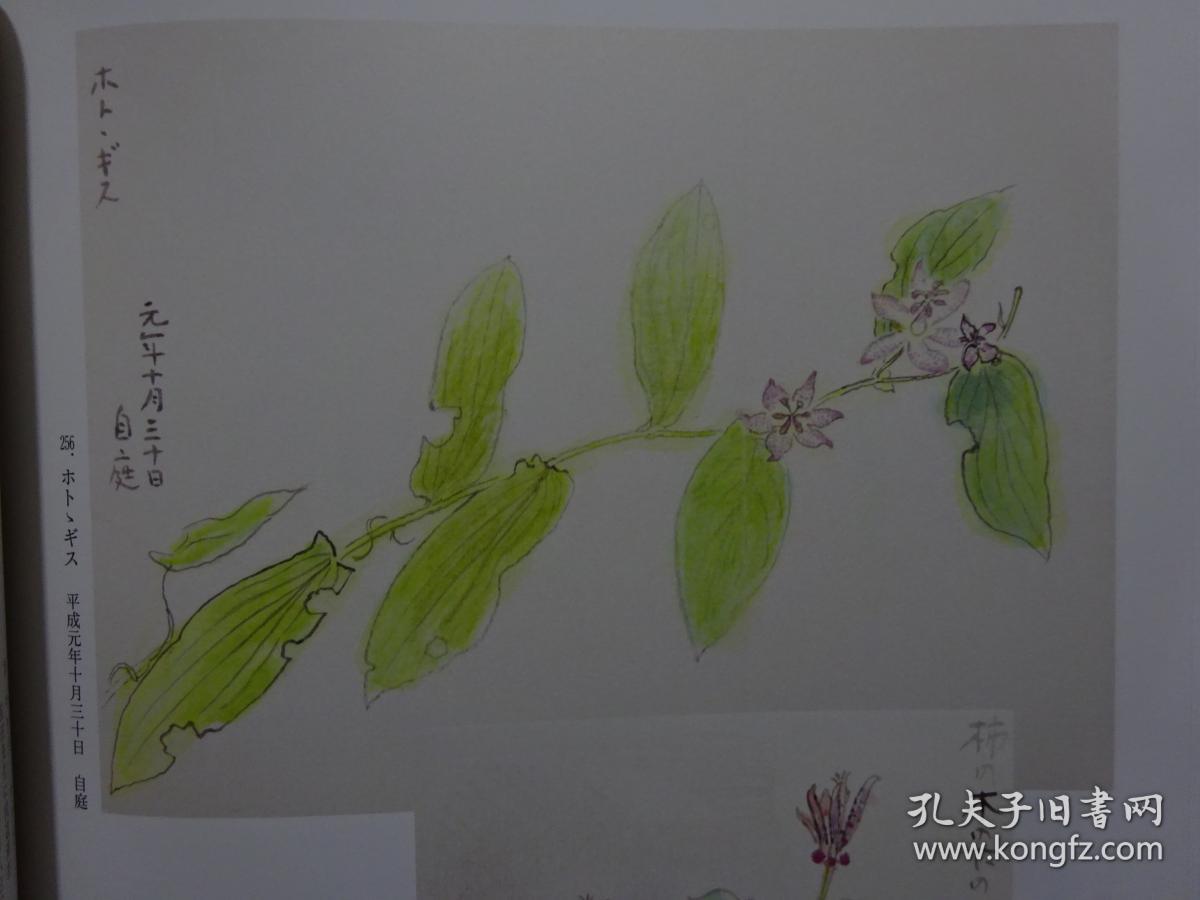 全网唯一 四季之写生贴 草花篇(下) 守屋 多々志 工笔