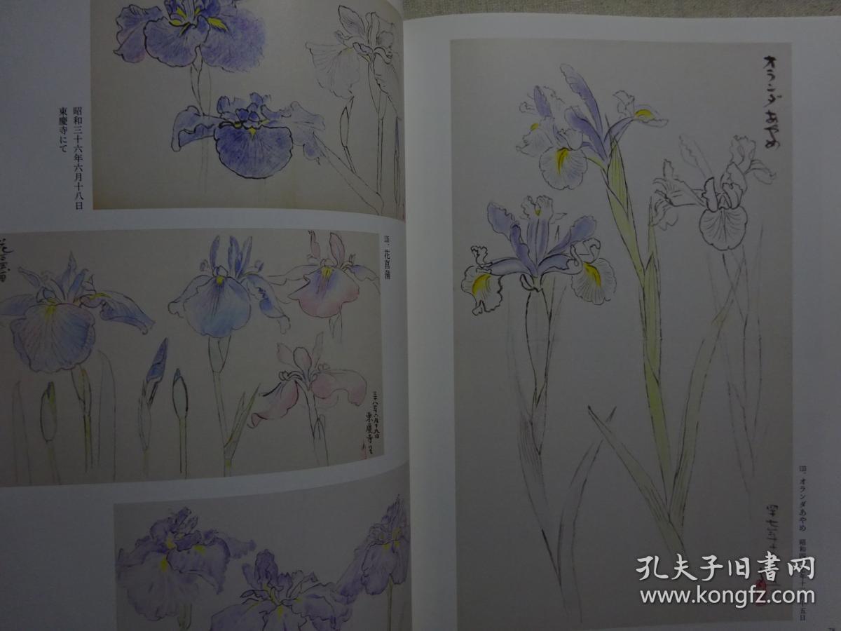 全网唯一 四季之写生贴 草花篇(上) 守屋 多々志 工笔