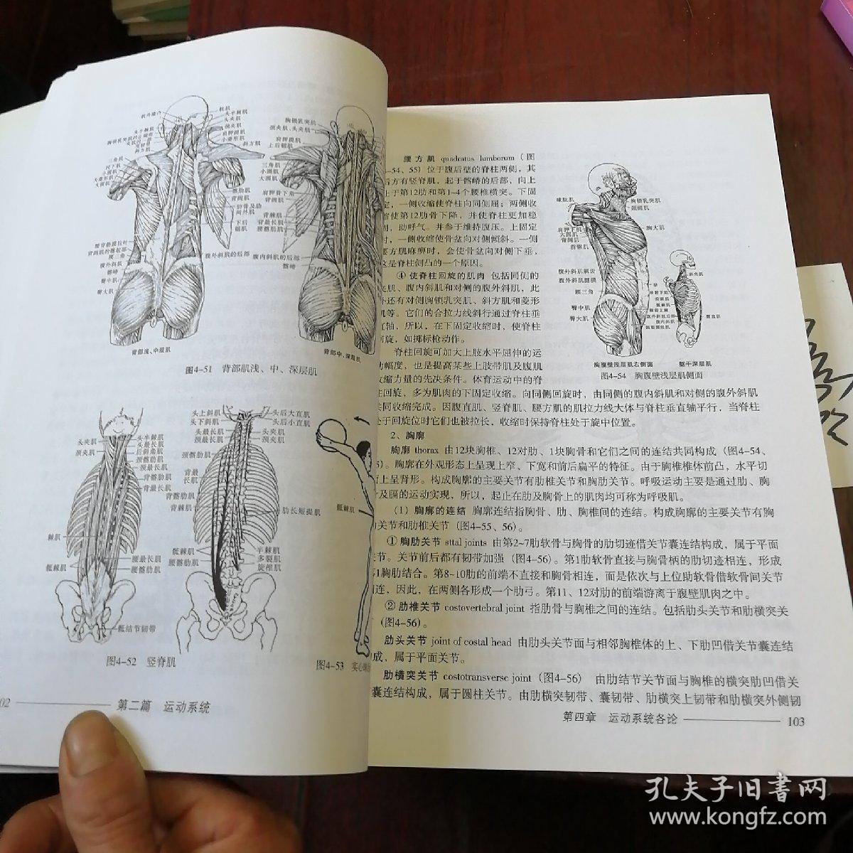 运动解剖学(人民体育出版社)_潘珊珊_孔夫子旧书网