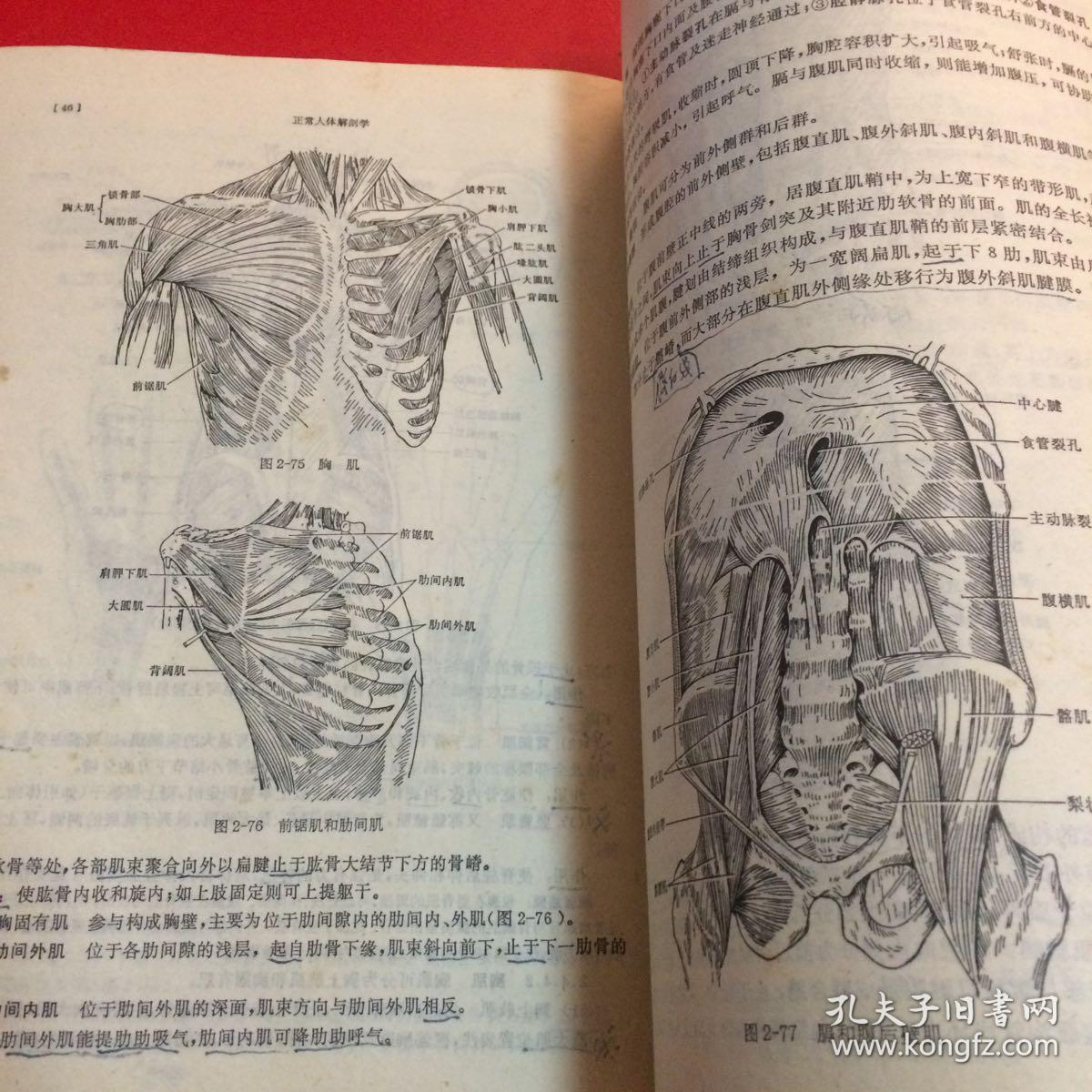 高等医药院校教材:正常人体解剖学(供中医,针灸专业用