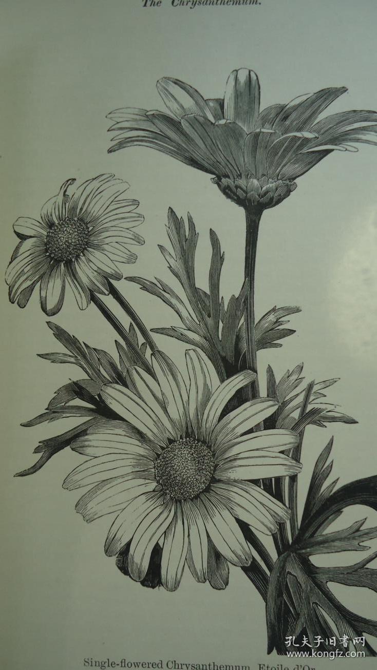 1884年- the chrysanthemum《菊花考》初版本 木刻插图 增补彩色插图