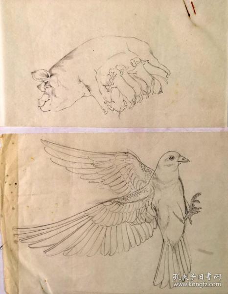 出版社流出的80年代动物素描速写画稿原稿2张(硫酸纸)