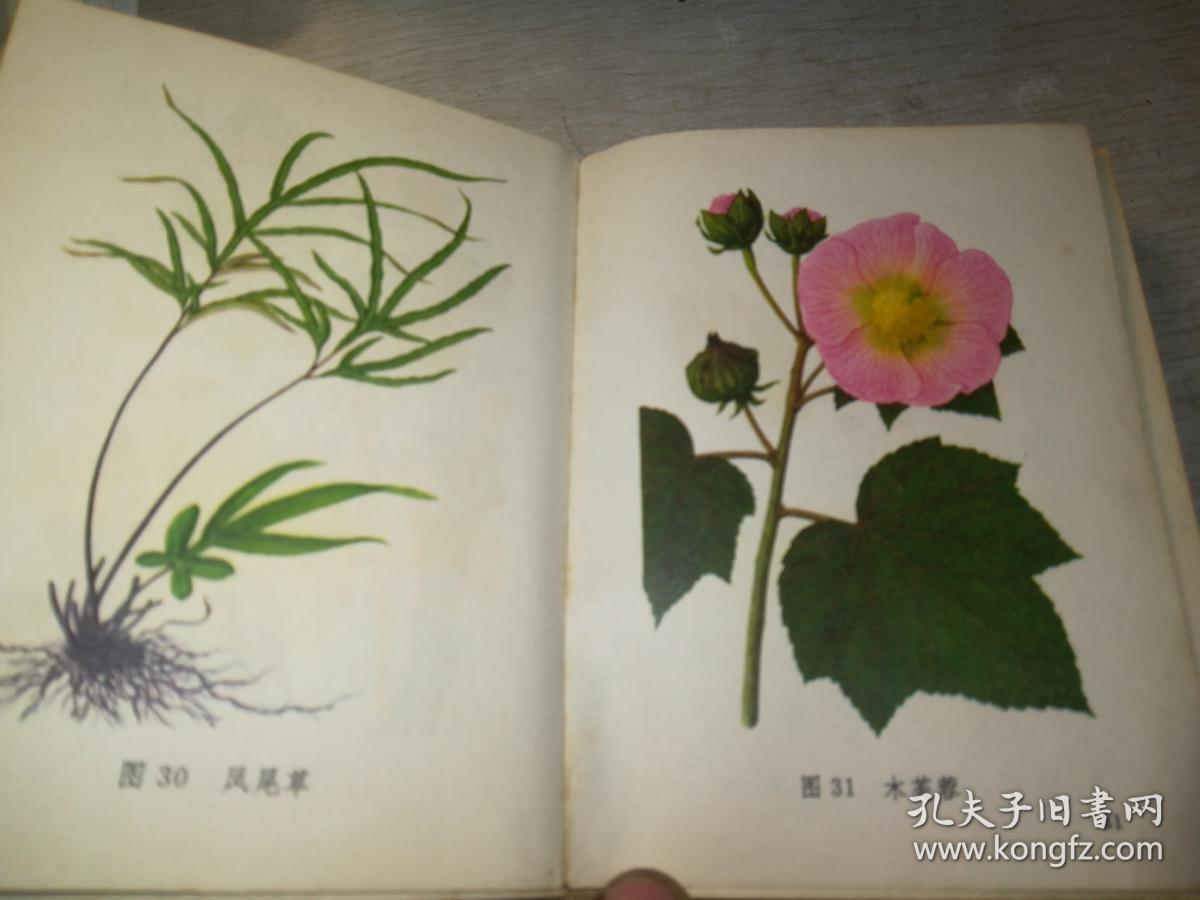 常用中草药图谱