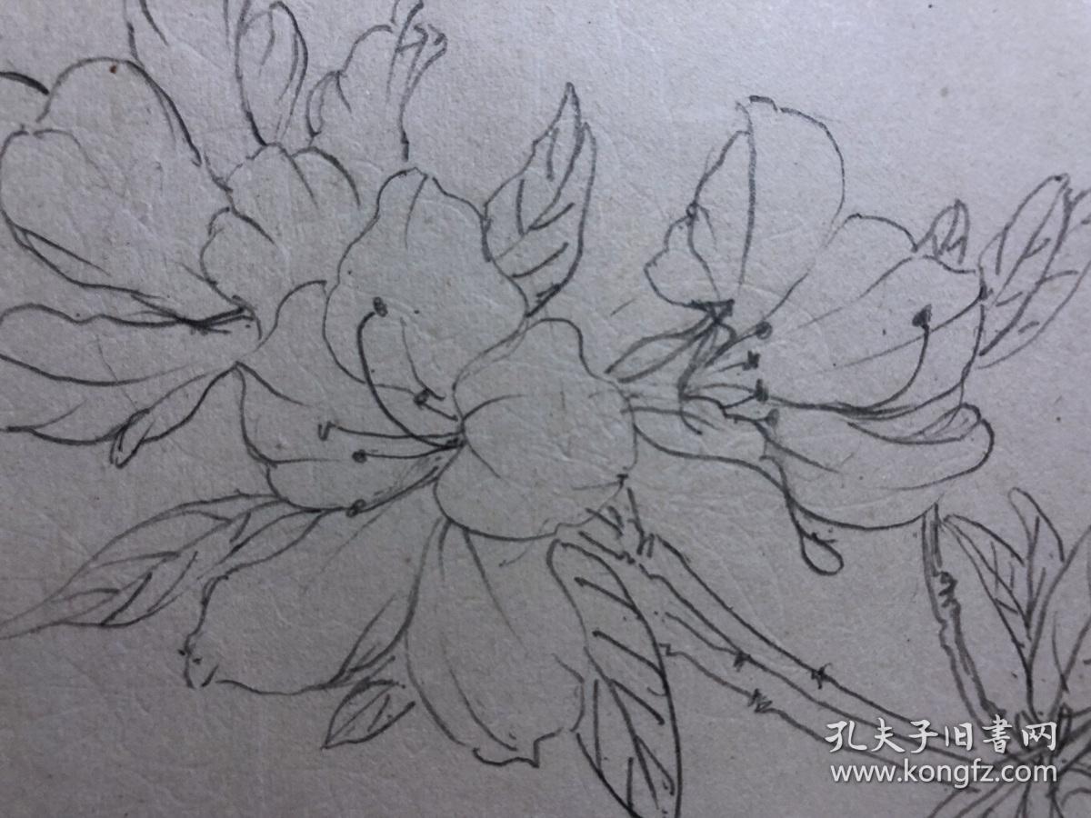 书画原作2925巴蜀画派名家江溶70年代工笔白描杜鹃花