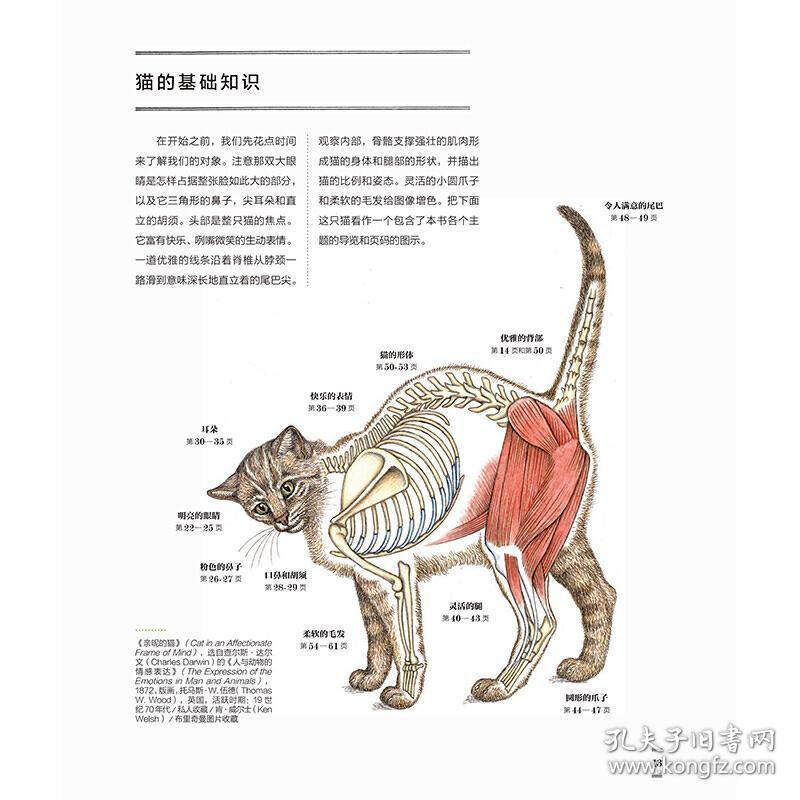 名画中的猫咪绘47幅大师名作中的萌猫绘画技法