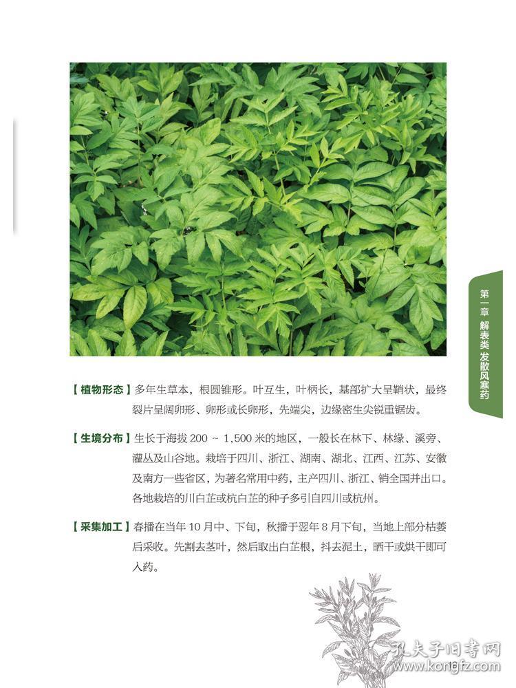 正版 新编中草药图鉴 中草药大全图鉴图谱书 中草药功效药用植物介绍