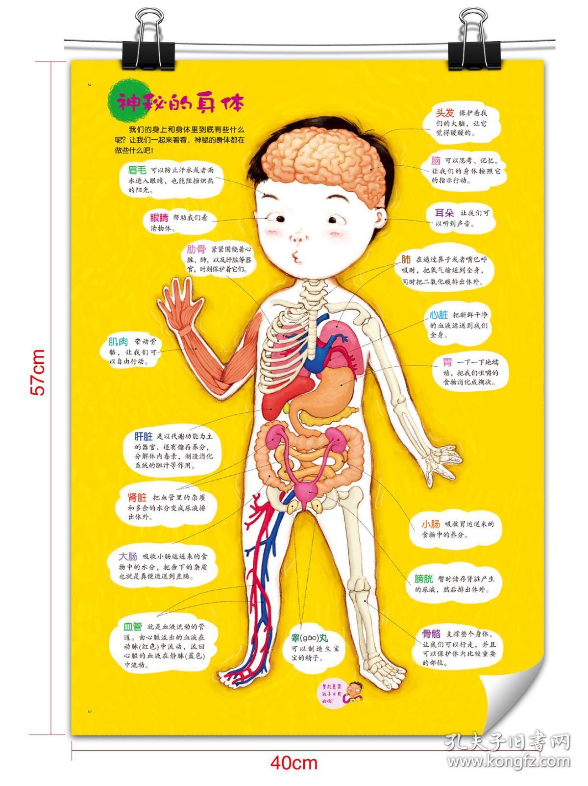 我可爱的身体我从哪里来儿童宝宝幼儿用书小学生早期性教育绘本学前