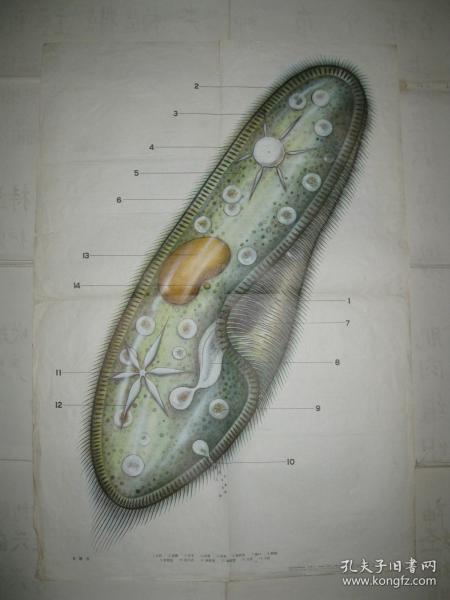 初中课本生物教学挂图:草履虫
