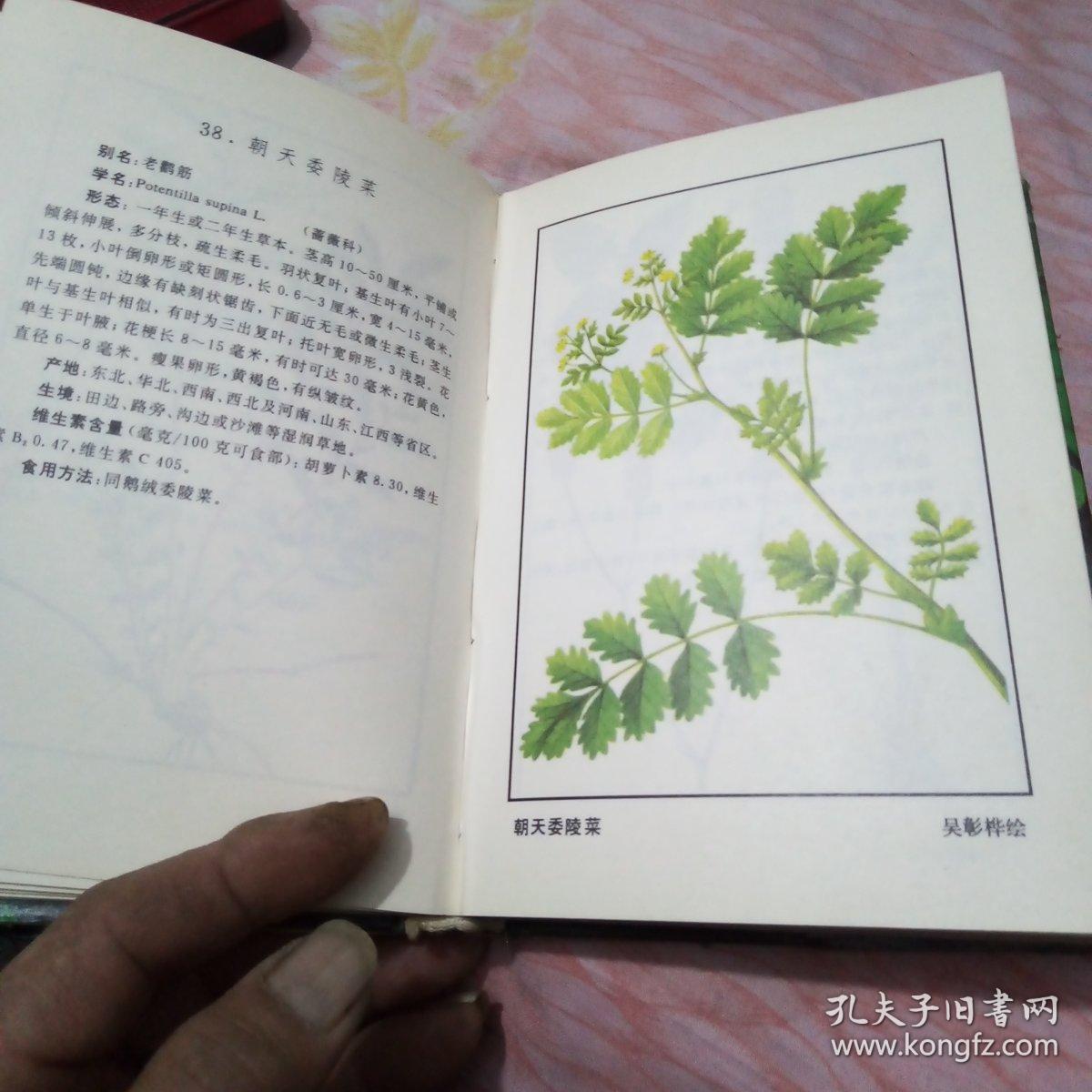 中国野菜图谱