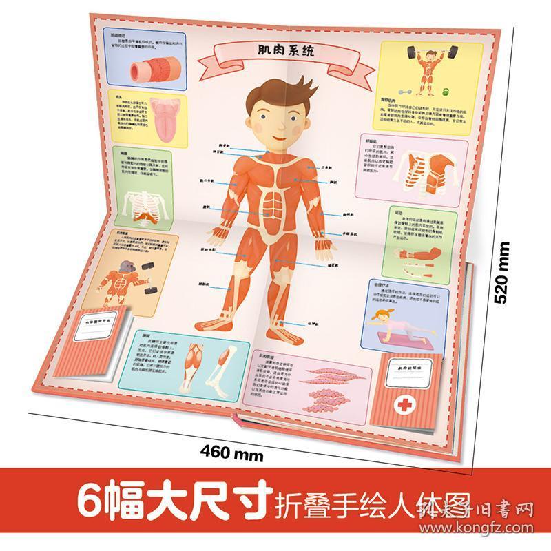 全套科普绘本翻翻书 我们的身体 儿童3d立体书 趣味洞洞书人体认知