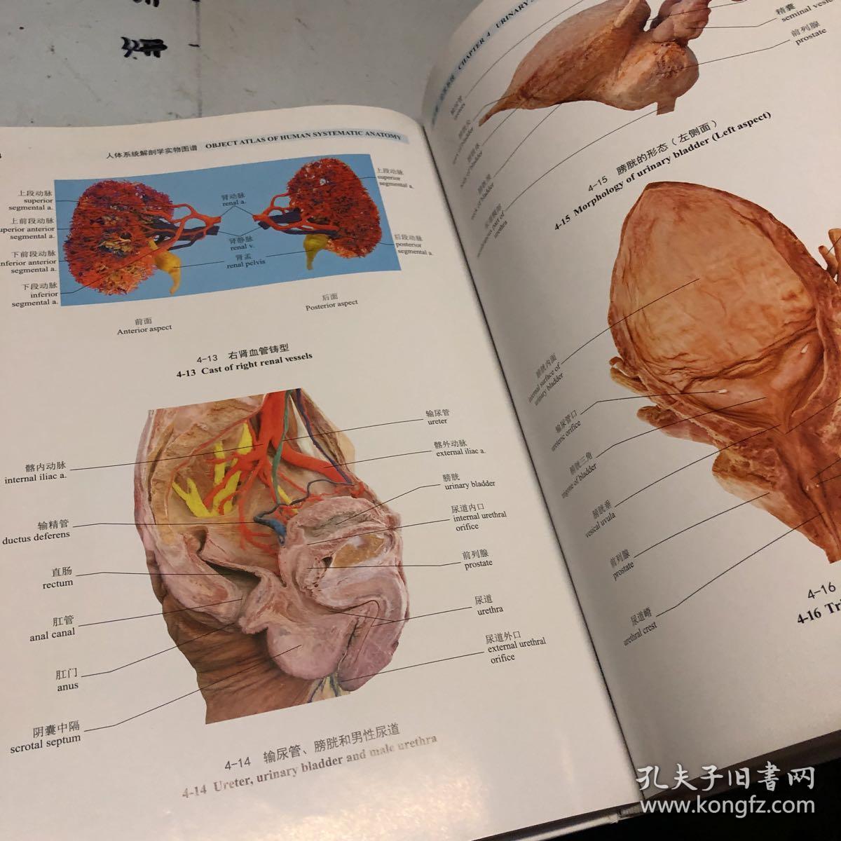 人体系统解剖学实物图谱(第3版)