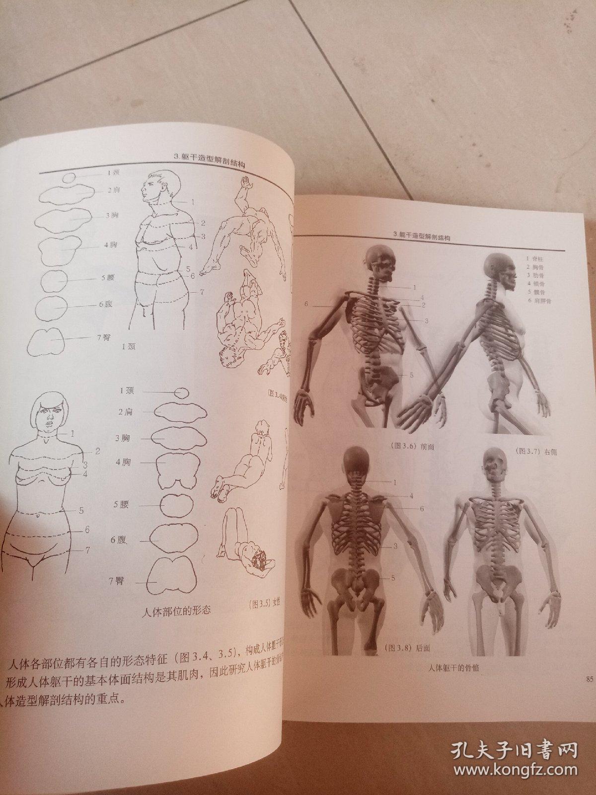 人体造型解剖学基础