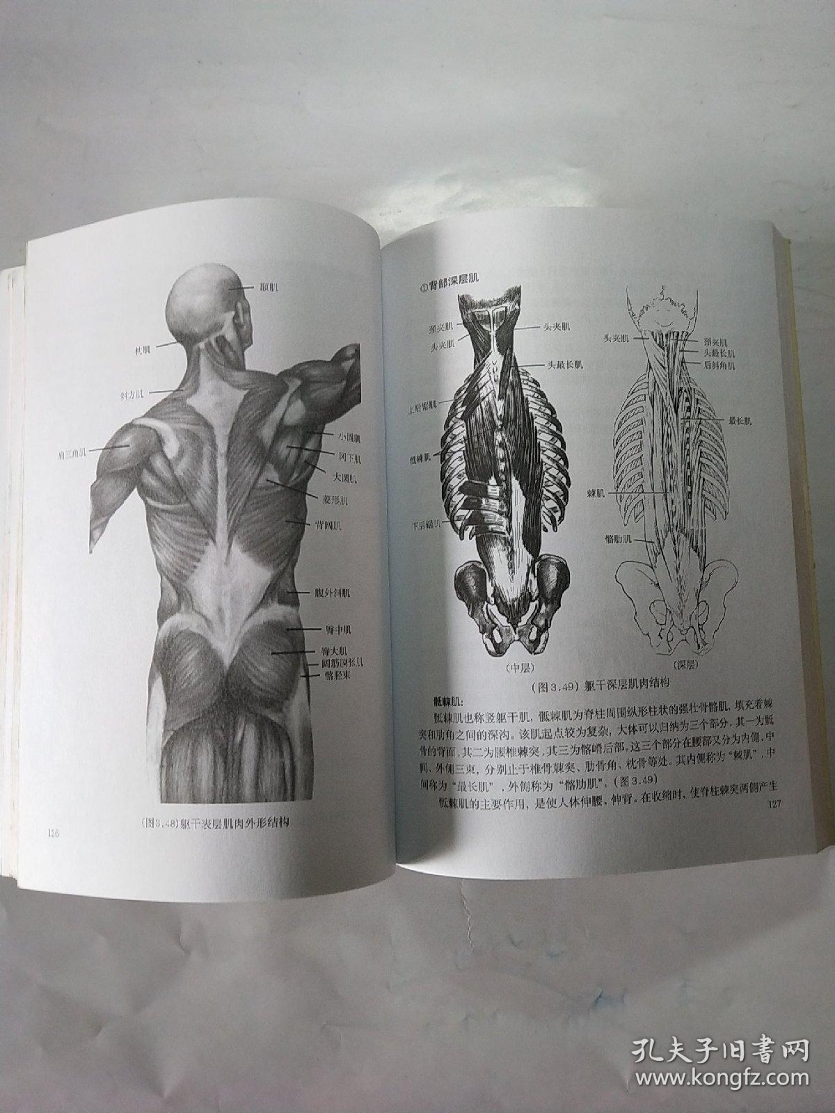 人体造型解剖学基础