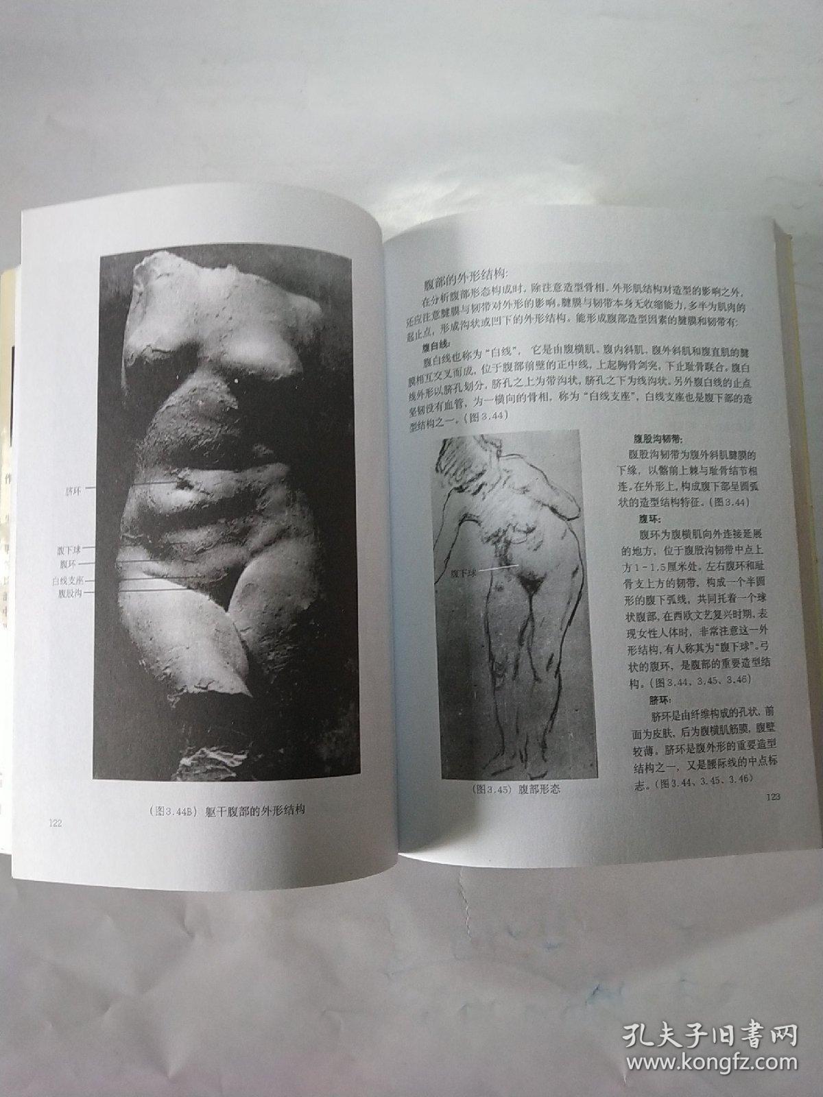 人体造型解剖学基础