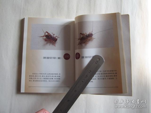 蟋蟀图谱
